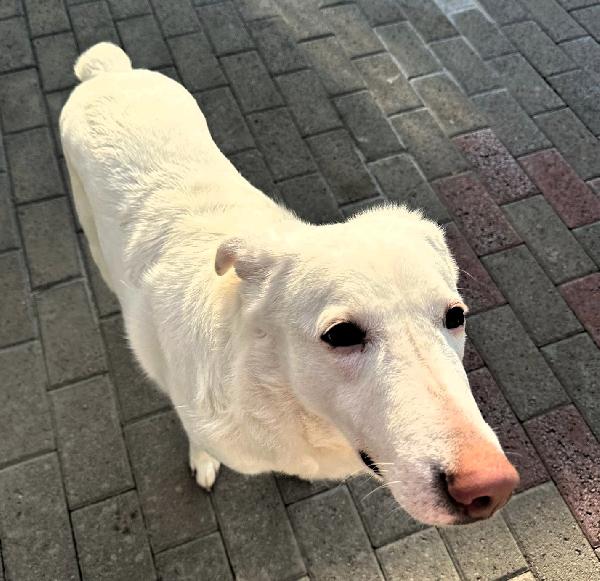 GENNA CAGNOLINA CANDIDA Foto 6